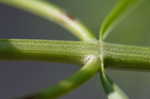 Narrowleaf mountainmint